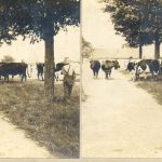 孩子们与牛群一起站在草地上