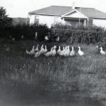 一群鸭子草场 环湖寄宿学校后台
