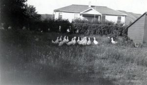 一群鸭子草场 环湖寄宿学校后台